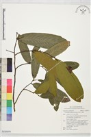 藏品(瓜馥木)的圖片