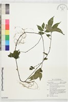 藏品(赤車使者)的圖片