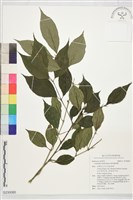 藏品(琉球雞屎樹)的圖片