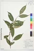 藏品(腺葉桂櫻)的圖片