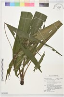 藏品(仙茅、冬蟲草)的圖片