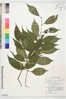 藏品(柯氏雞屎樹)的圖片