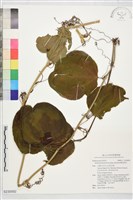 藏品(糙莖菝契)的圖片