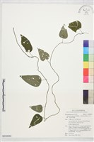 藏品(千金藤、金線吊烏龜)的圖片