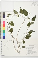 藏品(薄葉風藤)的圖片