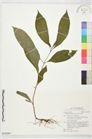 藏品(水金京)的圖片