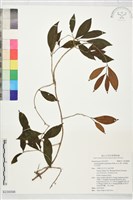 藏品(長果藤、芒毛苣苔)的圖片