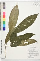 藏品(三葉山香圓)的圖片