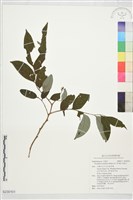 藏品(果盒子)的圖片