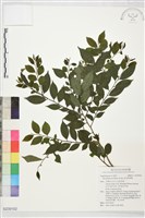 藏品(密毛假黃楊)的圖片