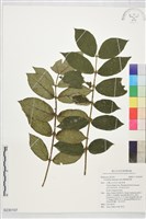 藏品(圓葉雞屎樹)的圖片