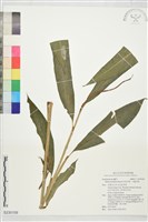 藏品(烏來月桃、大輪月桃)的圖片