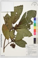 藏品(大冇樹、黃果豬母乳)的圖片