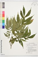 藏品(冷清草)的圖片