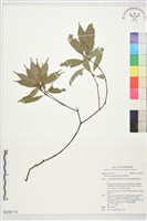 藏品(錐果櫟)的圖片