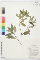 藏品(高山新木薑子)的圖片