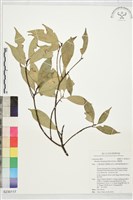 藏品(豬腳楠)的圖片