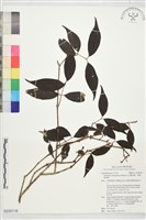 藏品(玉山糯米樹、狹葉糯米樹)的圖片