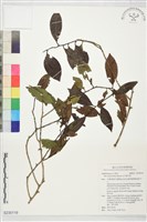 藏品(忍冬葉冬青)的圖片