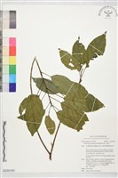 藏品(薯豆)的圖片