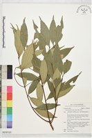 藏品(香桂)的圖片