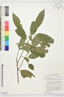 藏品(小花鼠刺)的圖片