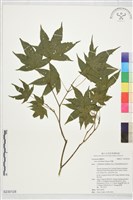 藏品(青楓)的圖片