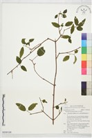 藏品(呂宋莢迷)的圖片