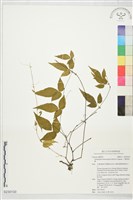 藏品(三葉崖爬藤)的圖片