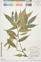 藏品()的圖片