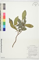 藏品(厚皮香)的圖片