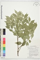 藏品(擬日本灰木)的圖片