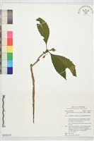 藏品(山枇杷、臺灣枇杷)的圖片