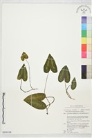 藏品(白斑細辛)的圖片