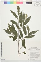 藏品(台灣楊桐)的圖片