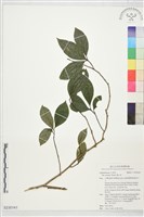 藏品(鐵冬青)的圖片