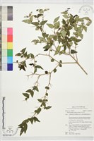 藏品(伏牛花)的圖片