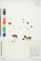 藏品(臺灣菫菜)的圖片