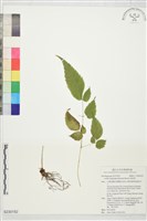 藏品(落新婦)的圖片