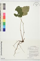 藏品(寒莓)的圖片