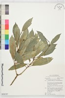 藏品(假長葉楠)的圖片