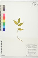 藏品(萎蕤)的圖片