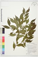 藏品(細枝柃木)的圖片