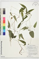 藏品(銹毛鐵線蓮)的圖片