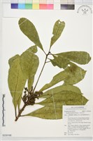 藏品(小西氏灰木)的圖片