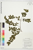 藏品(薄葉柃木)的圖片