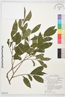 藏品(光葉柃木、細齒葉柃)的圖片