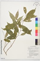 藏品(日本五月茶、南投五月茶)的圖片