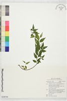 藏品(密毛假黃楊)的圖片