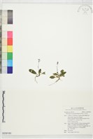 藏品(哈哼花)的圖片